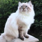 Невський маскарадний кіт
