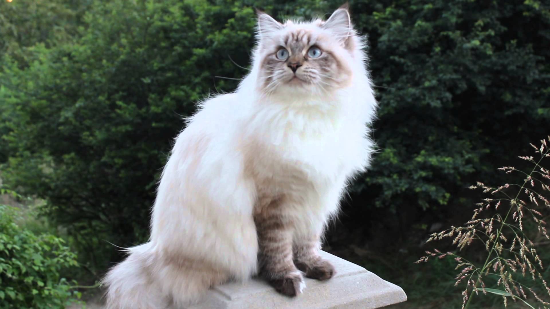 Neva Masquerade Katze Foto eines erwachsenen Tieres