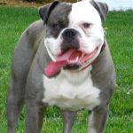 Alapaha Blue Blood Bulldog