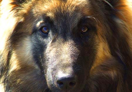 American Tundra Shepherd dans son environnement naturel