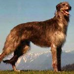 American Staghound