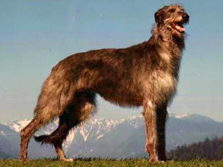 American Staghound
