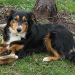 English Shepherd