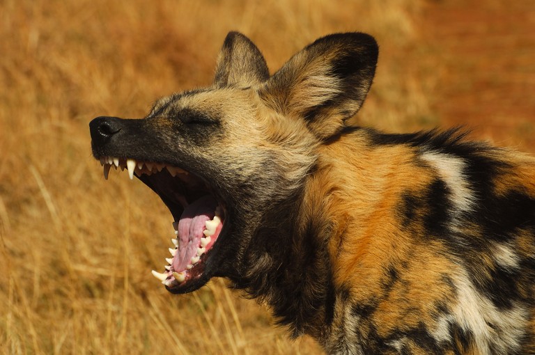 Meute de chiens sauvages africains au repos