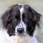 Bulgarian Shepherd Dog (Câinele Karakachan)