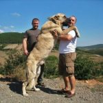 Kangal