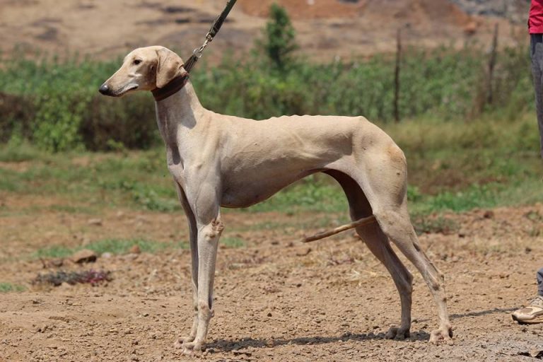 Mudhol Hound (Caravan Hound)
