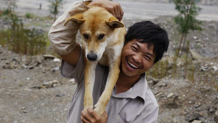 Kunming Wolfdog