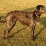 Lurcher