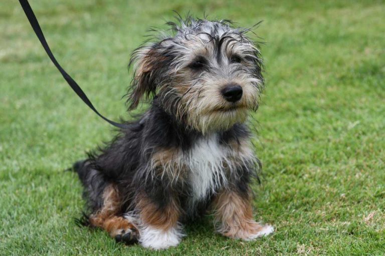 Lucas Terrier