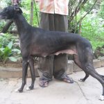 Rampur Greyhound