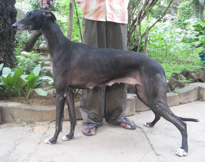 Rampur Greyhound standing