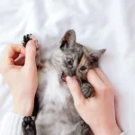 Le chaton mord et gratte : Comment corriger le comportement agressif