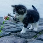 Ветеринарную помощь теперь можно получить через Телеграмм
