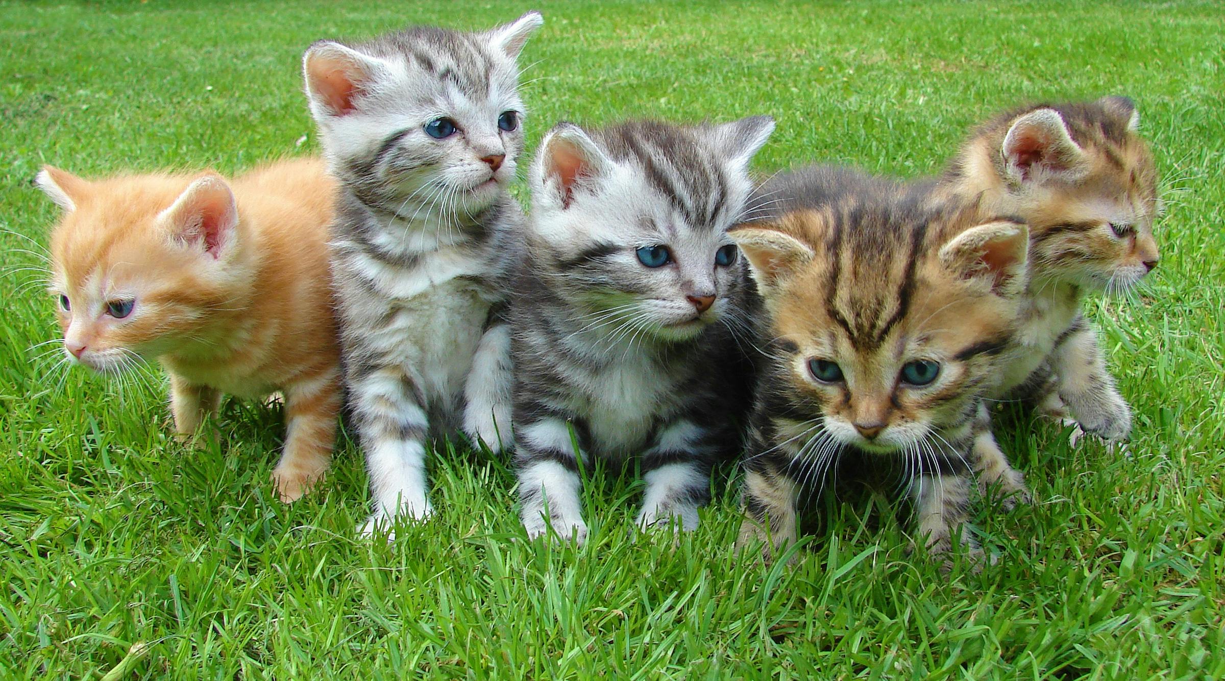 Cute kitten eating from a bowl