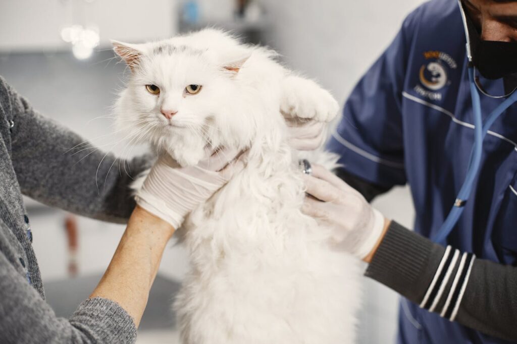 Tierarzt untersucht ein Kätzchen