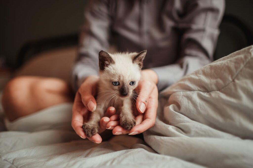 Close-up of a kitten eating