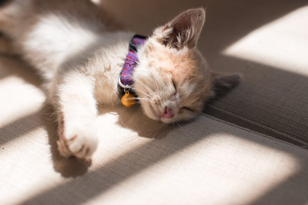 Vet examining a kitten