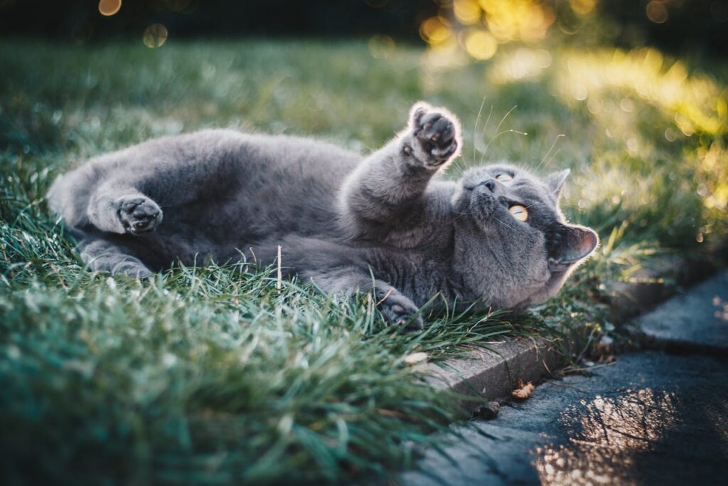 Kitten looking at a tin of wet food