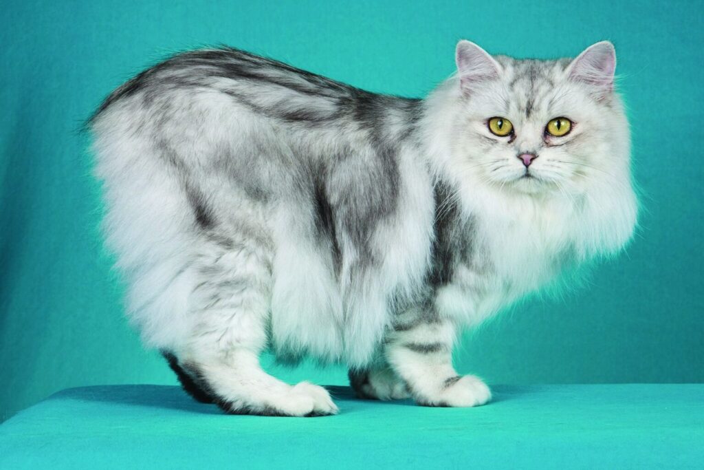 Cymric-Katze