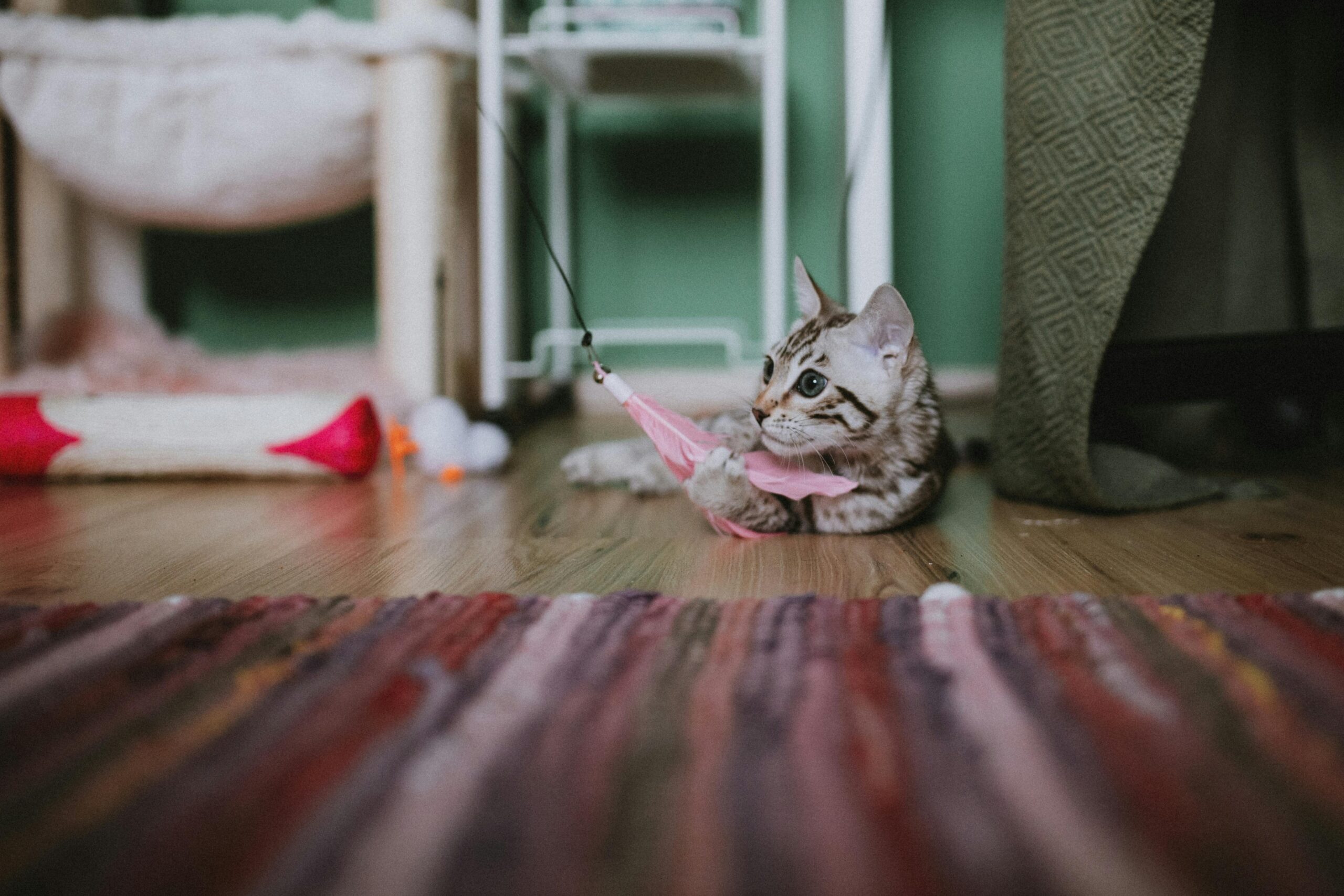 Котенок играет с игрушкой-пером