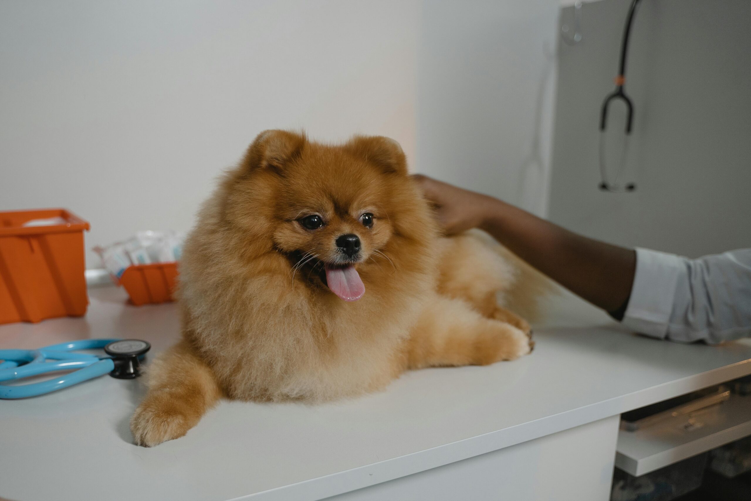 Veterinar examinând un câine