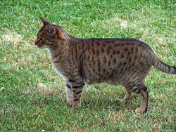 Ocicat — zdjęcie 3
