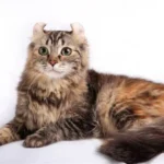 American Curl