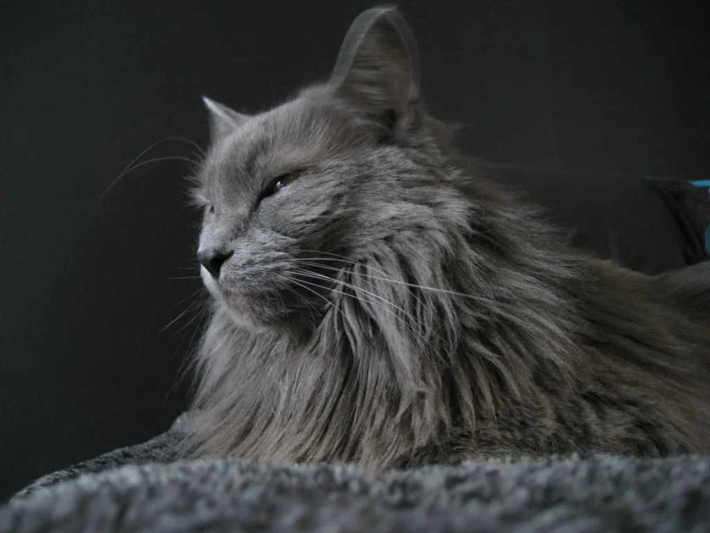 Nebelung