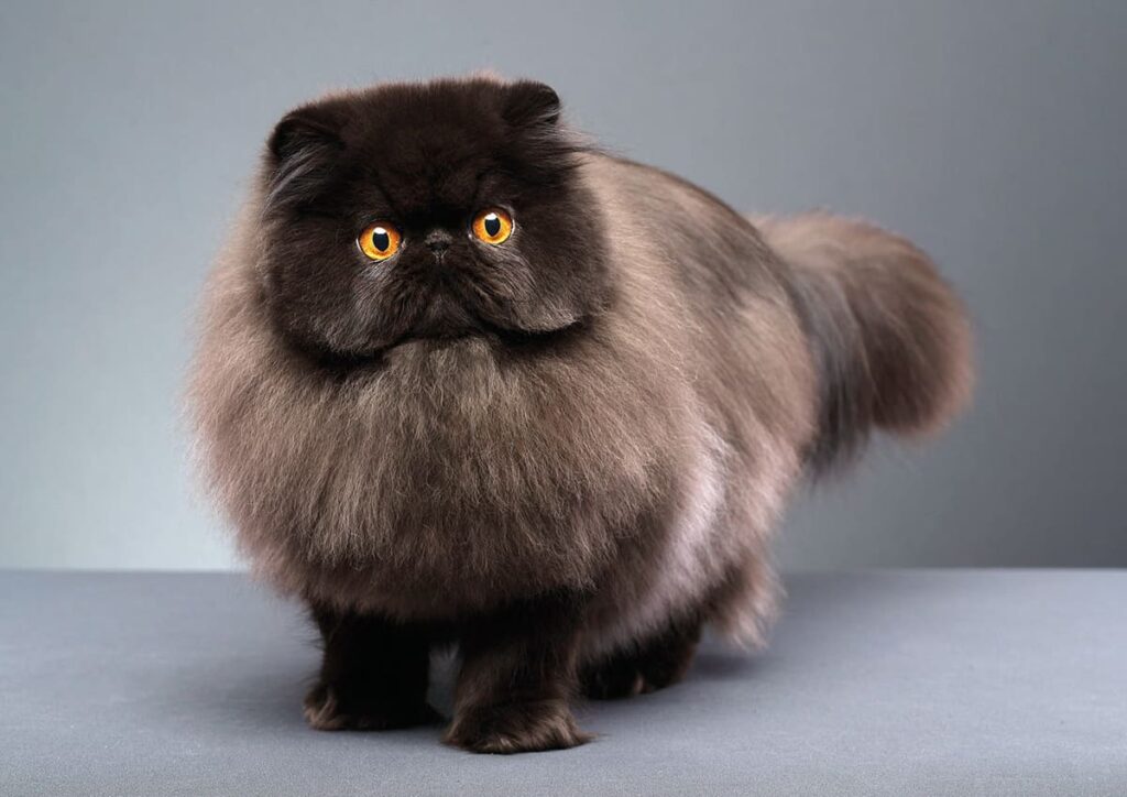 Exotic Longhair Cat