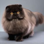 Exotische Langhaarkatze