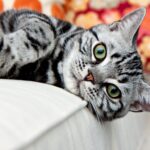American Wirehair