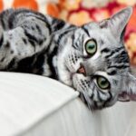 American Wirehair