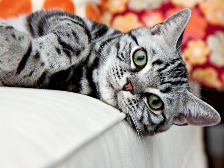 American Wirehair
