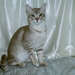 Asiatische Tabby-Katze