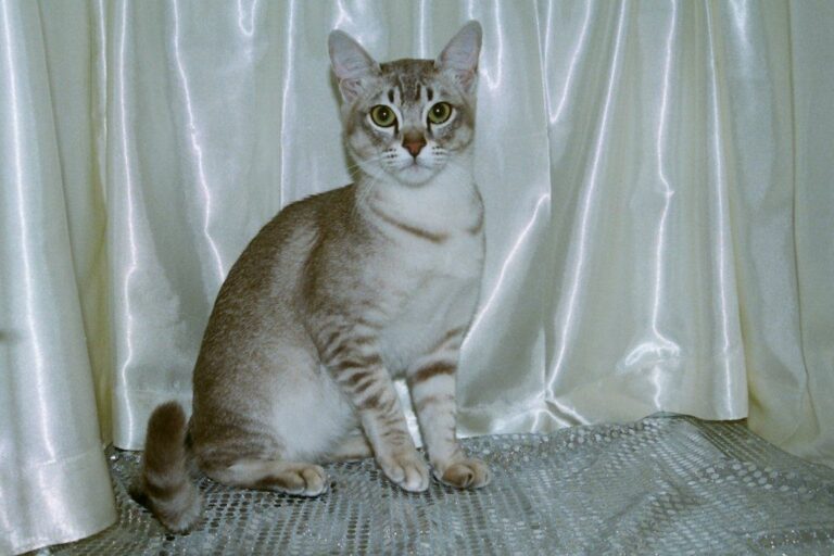 Kot azjatycki tabby