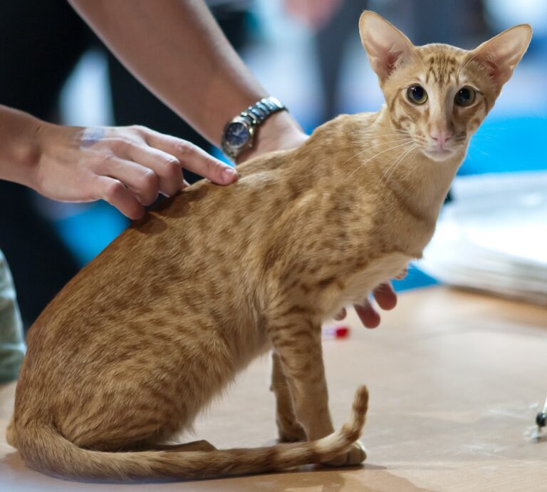 Pisica Oriental Shorthair