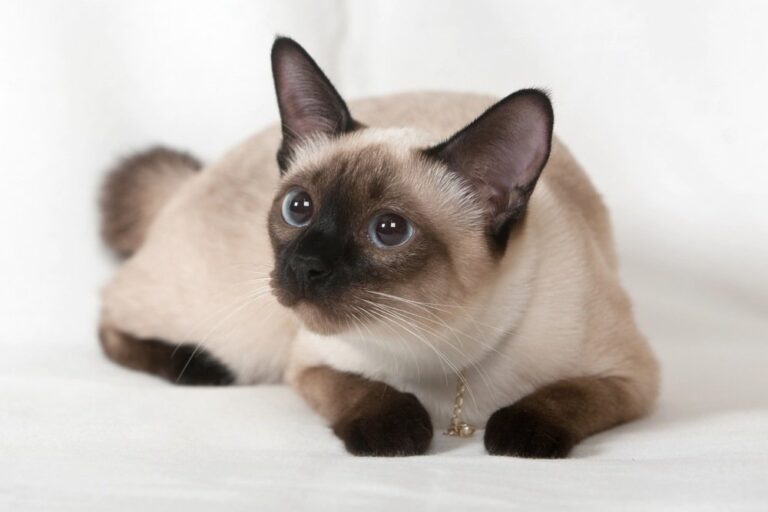 Chat siamois