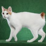 Japanese Bobtail