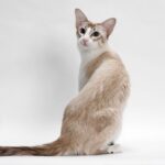 Balinesenkatze