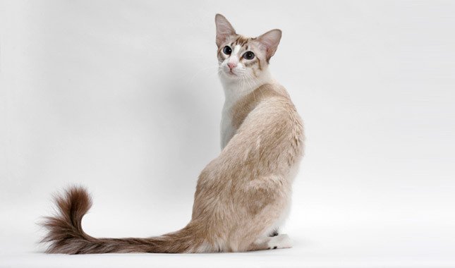 Logo de la race de chat balinais