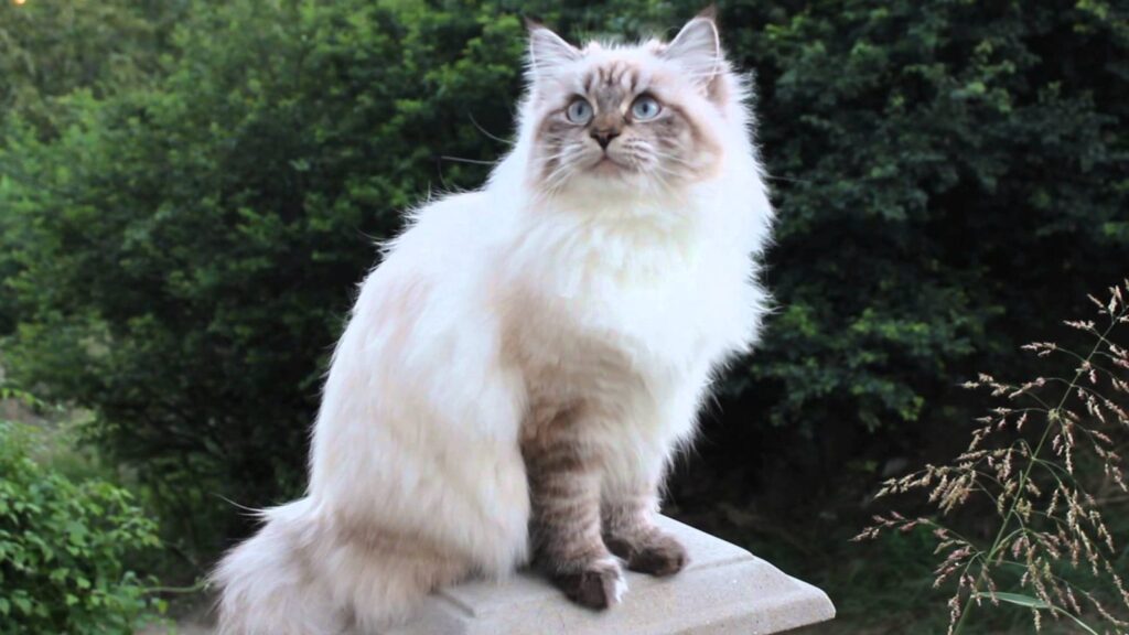 Neva Masquerade Katze