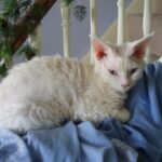 Devon Rex