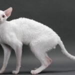 Cornish Rex