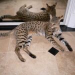 Savannah