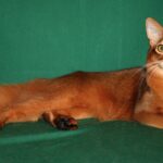 Somali-Katze