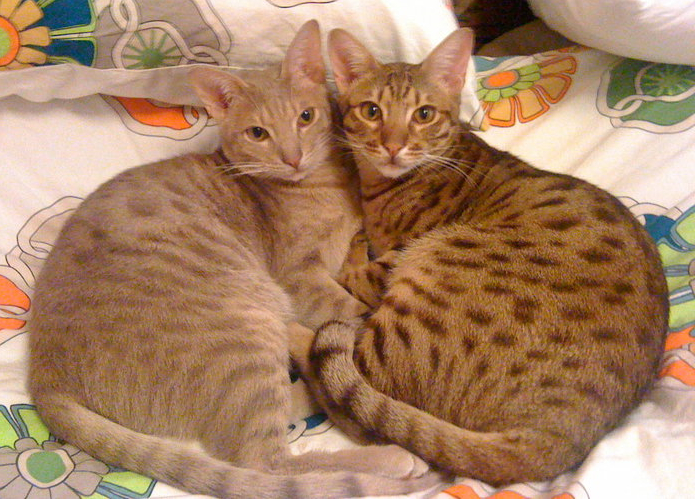 Ocicat — zdjęcie 4