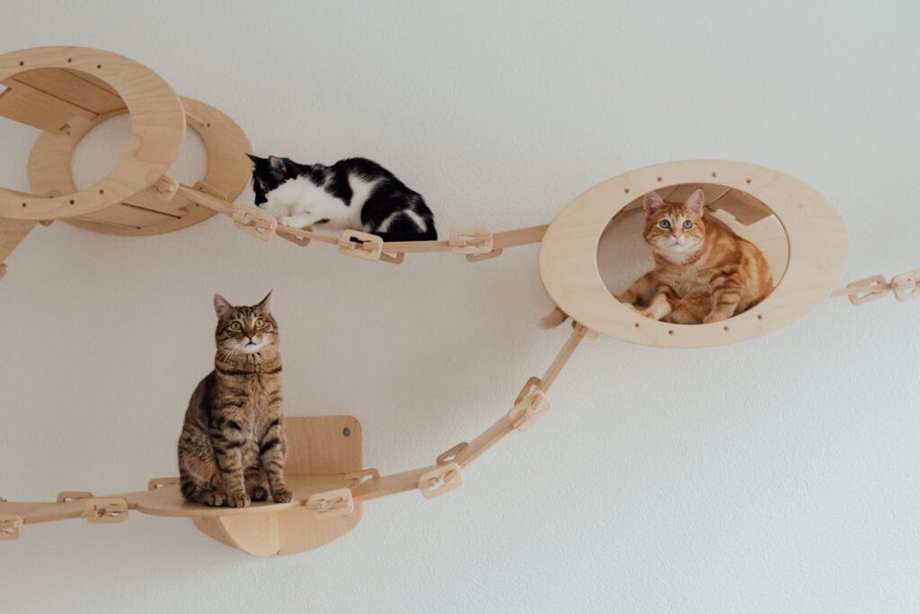 Cat perched on a high shelf looking down