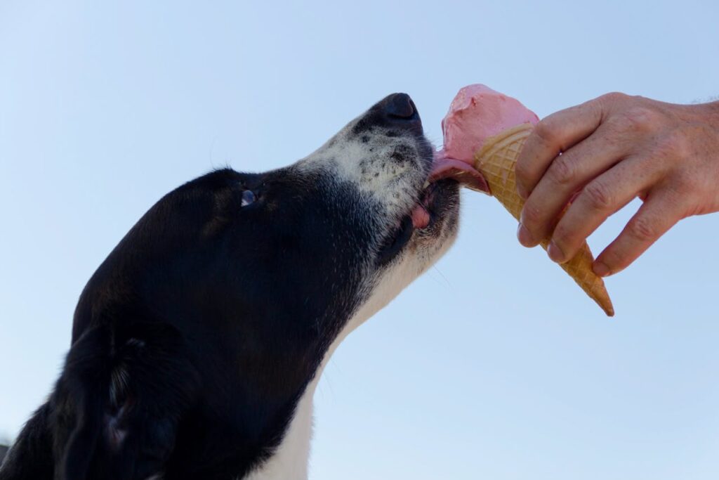 A dog looking at food