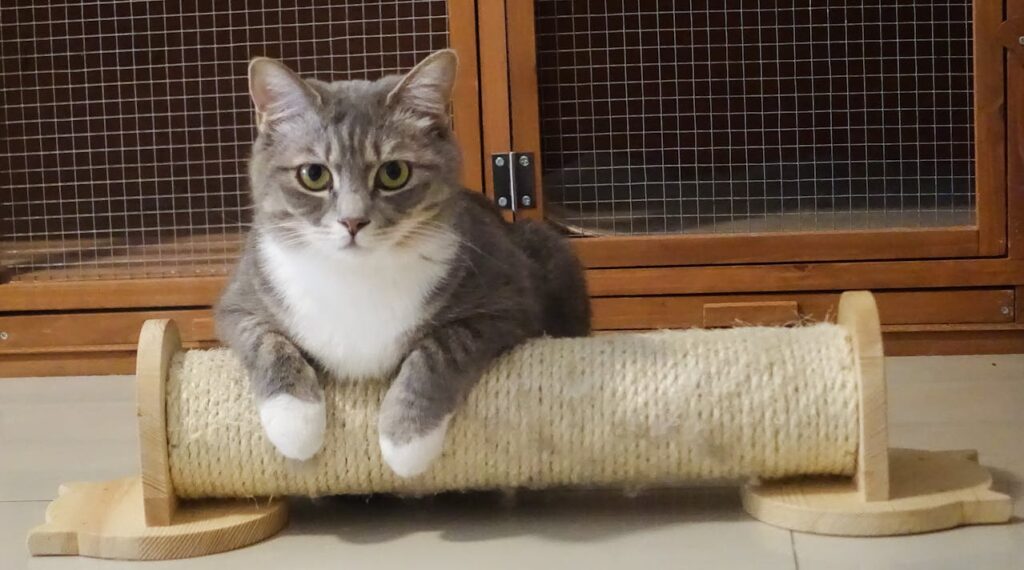 Cat scratching a sisal scratching post